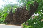 Сниму рой пчёл, помогу избавиться от пчёл