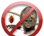 Дезинфекция/уничтожение тараканов, клопов,муравьев