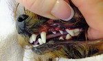 Чистка зубов собакам ультразвуком