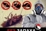 Уничтожение насекомых - тараканы, клопы, клещи