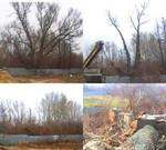 Спиливание деревьев в Воронеже