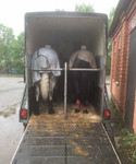 Коневоз скотовоз перевозка лошадей и животных