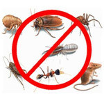 Уничтожение насекомых, тараканов, клопов