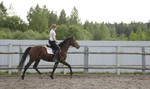 Верховая езда и занятия с лошадьми
