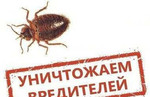 Уничтожение насекомых в Перми качественно