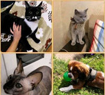 Домашняя передержка для кошек и собак