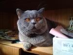 Вязка с котом\Вязка кошек:Шотландский Прямоухий опытный кот на вязку