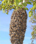 Сниму пчелиный рой