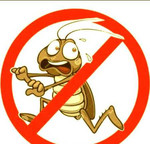 Уничтожение насекомых клопов и тараканов