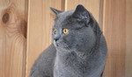 Вязка с британским голубым котиком