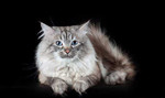 Сибирский (Невский маскарадный) кот на вязку