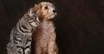 Передержка кошек и собак на время Вашег