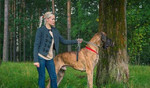 Собака Немецкий дог для фото и видеосъёмки