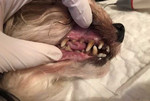 Ультразвуковая чистка зубов собакам