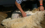 Стрижка овец