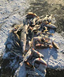 Рыбалка в Икрянинском районе