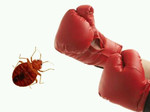 Уничтожение клопов муравьев тараканов