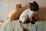 Стрижка кошек и собак
