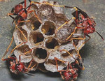 Обработка от клещей муравьев комаров шершней змей