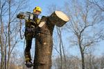 Услуги по уходу, удалению аварийных деревьев