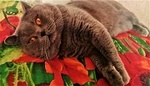 Вязка с красивым Шотландским опытным котом (страйт,прямоухий)