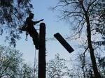 Удаление деревьев Новохаритоново, Минино, Электроизолятор