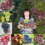 Саженцы винограда ,хризантемы