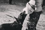 Дрессировка собак в Волгограде