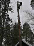 Обрезка, удаление, спил и вырубка деревьев в Волоколамске