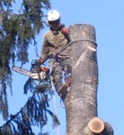 Удаление,  обрезка  крон деревьев в Домодедовском районе