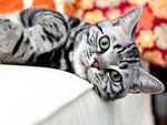 Зооняня - ветеринарный врач - кошкин дом