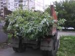 Вывоз веток, листвы в Барнауле
