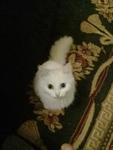 Разноглазый белый котик на вязку 