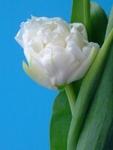 Пионовидные голландские тюльпаны Норткап