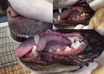 Чистка зубов ультразвуком собакам и кошкам. Без наркоза