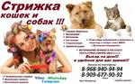 Стрижка кошек и собак выезд в Климовске домашняя передержка