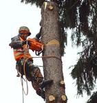Удаление и обрезка деревьев в Чехове 