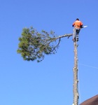 Спил и обрезка деревьев в Раменском и Раменском районе