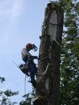 Спилить дерево в Дмитровском районе