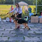 Дрессировка и подготовка собак к выставкам