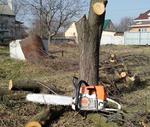 Спил, удаление и обрезка деревьев в Воронеж 