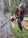 Спилим сложное опасное дерево