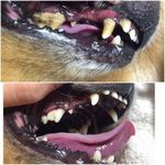 Чистка зубов ультразвуком собакам(без наркоза)