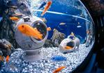 Оформление, запуск, обслуживание аквариумов в Крыму