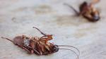 Обработка от клопов тараканов и всех видов вредителей