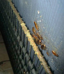 Уничтожение клопов тараканов крыс и всех видов вредителей