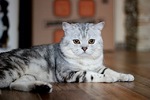 Шотландский мраморный котик на вязку