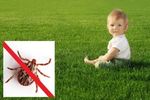 Уничтожение - Клещей, Муравьев и других насекомых
