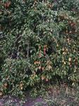 Обрезка фруктовых деревьев