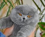 Шотландский вислоухий котик предлагается для вязки